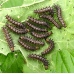 Map Butterfly levana  Pupae